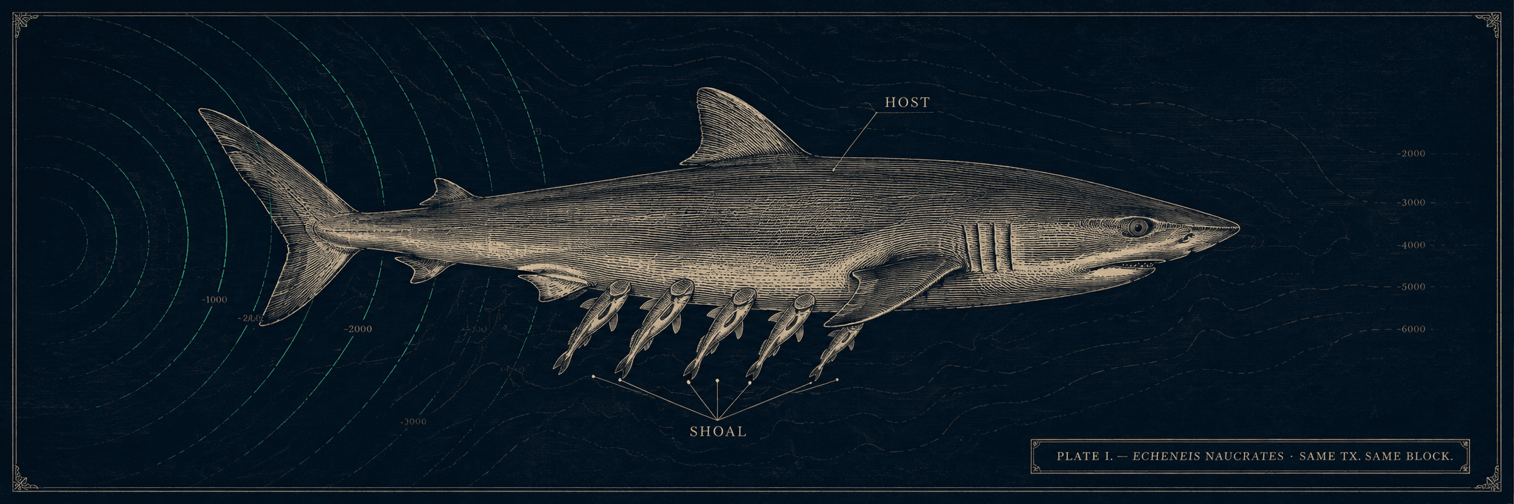 Plate I. Echeneis naucrates — the Host shark and its shoal of Remora, same tx, same block.